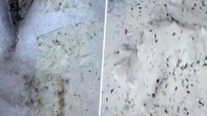 Böceklenmiş irmikle ilgili Oba Makarna'dan açıklama: İddialar gerçek değil