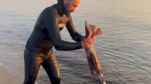 Bu bir rekor! Balıkesir, Ayvalık'ta zıpkınla 1,7 metrelik dev kalamar yakaladı