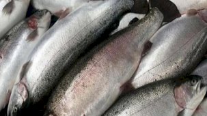 Doğu Karadeniz'den Rusya, Vietnam ve Japonya'ya su ürünleri ihracatı arttı