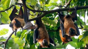DSÖ kırmızı alarm verdi! Bangladeş'te 2 kişiyi öldüren Nipah virüsü hızla yayılıyor