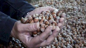 Fındık fiyatları yükseliyor