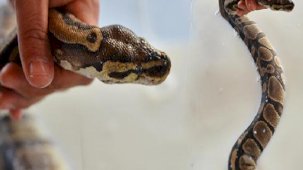 Fotoğraflar Bursa'dan! Pitonlara süt banyosu