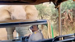 Güney Afrika'da fil, turistlerle dolu safari aracına saldırdı