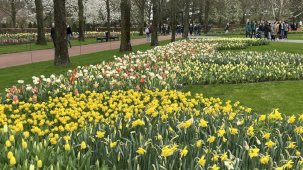 Hollanda'da Keukenhof lale bahçesi ziyarete açıldı