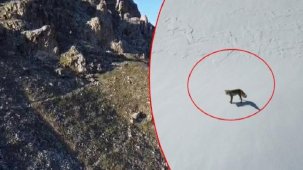 İki ilde nefes kesen görüntü! Drone görünce saldırdı