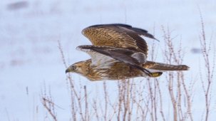 Kars'ta koruma altındaki kızıl şahin, avlanırken görüntülendi