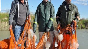 Mersin'de açılan balıkçıların ağlarına balıktan çok ölü denizanası takılıyor