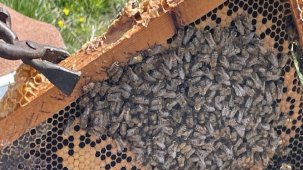 Mevsim değişikliği arıcılığa zarar verdi! Kış yaşanmayınca arıların ömrü kısaldı