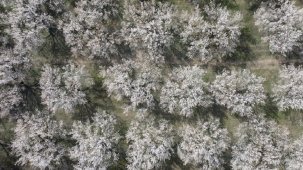 Sakura ağaçlarına benzetiliyor! Iğdır’daki kayısı bahçeleri çiçek açtı