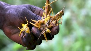 Sudan'daki kıtlıkta insanlar çekirge yiyerek hayatta kalmaya çalışıyor