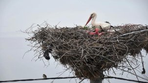 Uluabat Gölü'ndeki Leylek Yaren, Eskikaraağaç Mahallesi'nde Buluştu