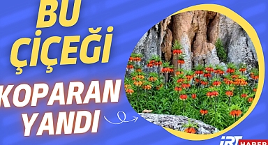 Afşin'de Doğanın Gizemli Hazinesi: Ters Laleler