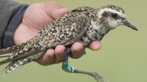 190 türden 24 bin kuş halkalandı