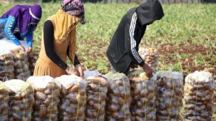 Adana patates üretiminde 4. sırada! Erkenci patates hasadına başlandı