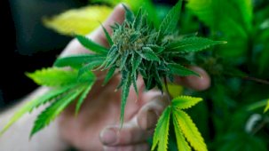 Almanya, keyif amaçlı uyuşturucuyu yasallaştıran en büyük AB ülkesi oldu