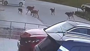 Baba-oğul dehşeti yaşamıştı... O köpekler sokak hayvanı değilmiş