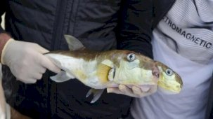 Balon balığı avlayana, türüne göre adet başına 10 ya da 25 lira ödül var