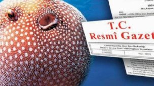 Balon balığı avlayanlara destek!