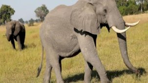 Botsvana'dan Almanya'ya görülmemiş tehdit: 20 bin fil göndeririz
