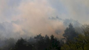 Bursa'da orman yangını