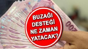Buzağı desteği ne zaman yatacak 2024? Buzağı destek ödemesi yattı mı? 2.Dönem buzağı desteği başvuru tarihleri!