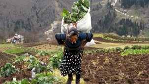 Doğu Karadeniz kırsalı yaşlandı: Kültür aktarımı risk altında