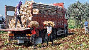 Erkenci patatesin hasadı başladı