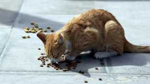 Fransa'da evde 159 kedi besleyen çifte evcil hayvan besleme yasağı