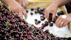 Kiraz ihracatında hedef 250 milyon dolar