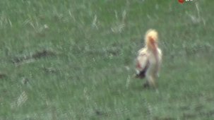 Nesli tükenme tehlikesi altındaki akbaba Kars'ta görüntülendi