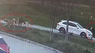 Oğlunu köpeklerden korumak isterken çenesi kırıldı, kulağı parçalandı