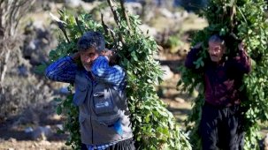 Orman köylülerine sağlanan desteklerle ilgili yeni düzenleme Resmi Gazete'de