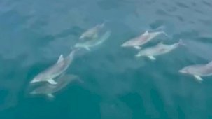 Sinop'ta yunuslar, balıkçı teknesiyle yarıştı