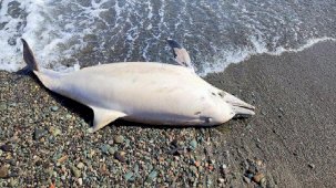 Trabzon'da sahilde ölü yunus bulundu! Sebebini balıkçılar açıkladı