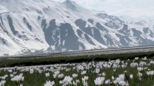 Yüksekova'da kardelen ve çiğdemler çiçek açtı