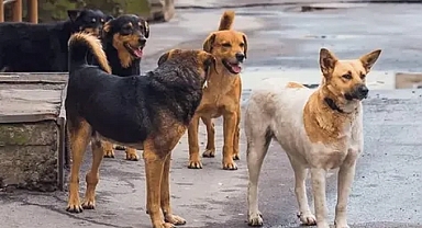 Sokak Hayvanları Yasa Tasarısında Flaş Gelişme
