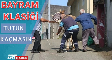 Bayram Klasiği Yine Sahnelendi: Kurbanlıklar Kaçtı, Sahipleri Peşlerinden Koştu!