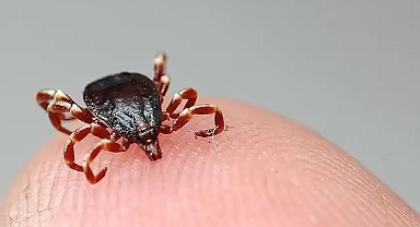 Kene Tehlikesine Dikkat! Türkiye'de Vakalar Artıyor: Alınacak Önlemler