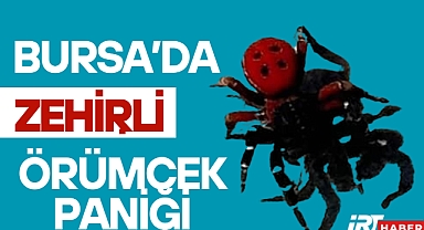 Uğur Böceği Sanmayın, Yanarsınız! İnegöl’de Zehirli Örümcek Paniği