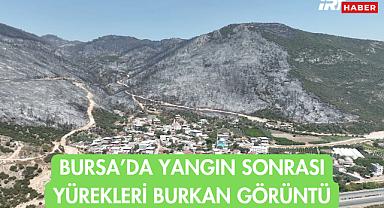 Bursa'daki Orman Yangınları Sonrası Yürek Yakan Manzara