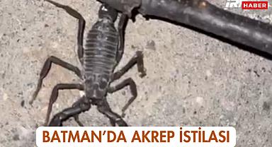 Batman'da Akrep İstilası! Tuzlagözü Köyü Geceyi Korkuyla Geçiriyor