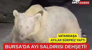 BURSA’DA AYI SALDIRISI DEHŞETİ