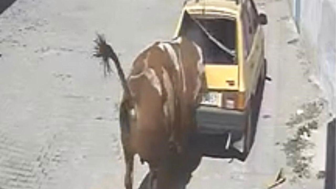 Ahırdan kaçan kızgın boğa, hırsını otomobilden çıkarttı