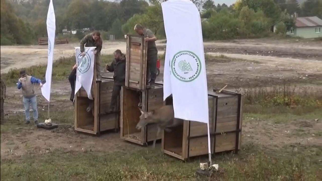 Bursa'da yetiştirilen kızıl geyikler doğal hayat alanlarına kavuştu