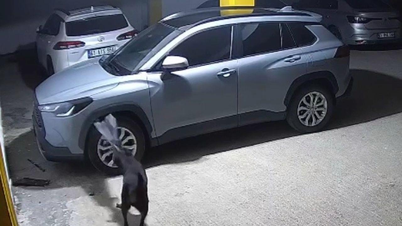 Gerçek güvenlik kamerası görüntülerini izleyince ortaya çıktı