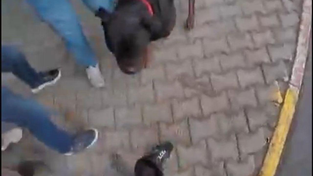 Sokakta ağızlıksız gezdirilen ’Rottweiler’ cinsi köpek dehşet saçtı... O anlar kamerada