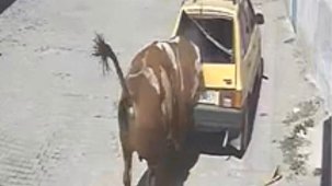 Ahırdan kaçan kızgın boğa, hırsını otomobilden çıkarttı