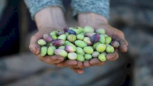 Antalya'da Zeytin Üretimini Artırma Gayreti