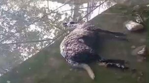 Başıboş köpekler koyunları telef etti