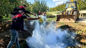 Bursa'da 40 ton armut imha edildi